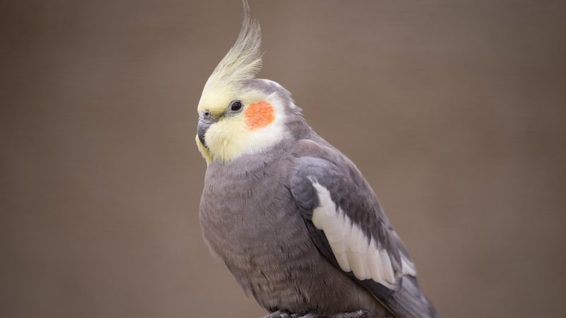 Cockatiel Theme Preview Image