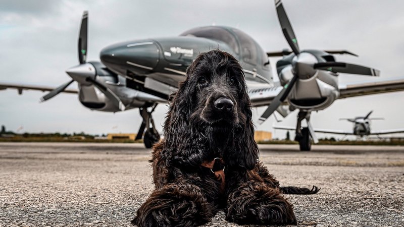 Cocker Spaniel Theme Preview Image