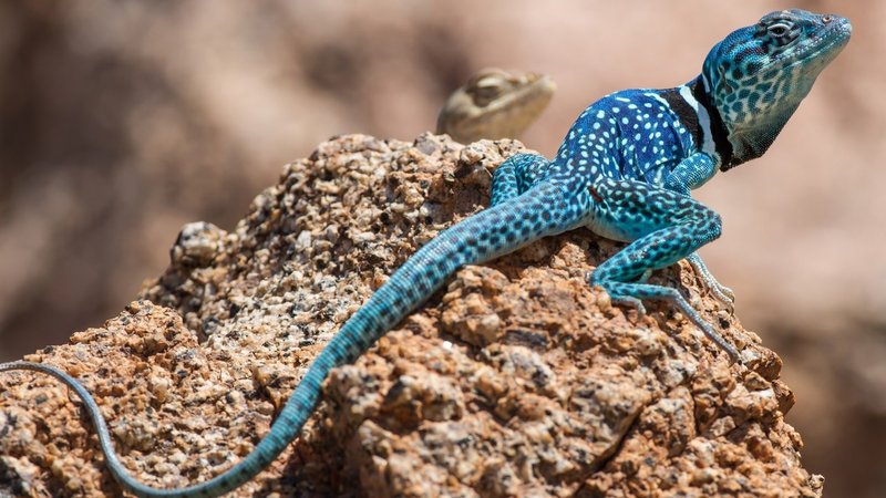 Collared Lizard Theme Preview Image