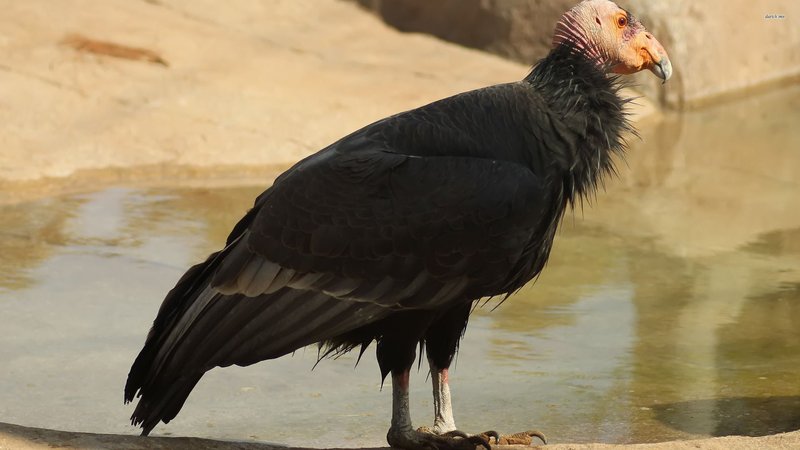 Condor Theme Preview Image