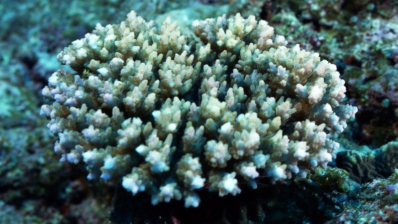 Coral Theme Preview Image