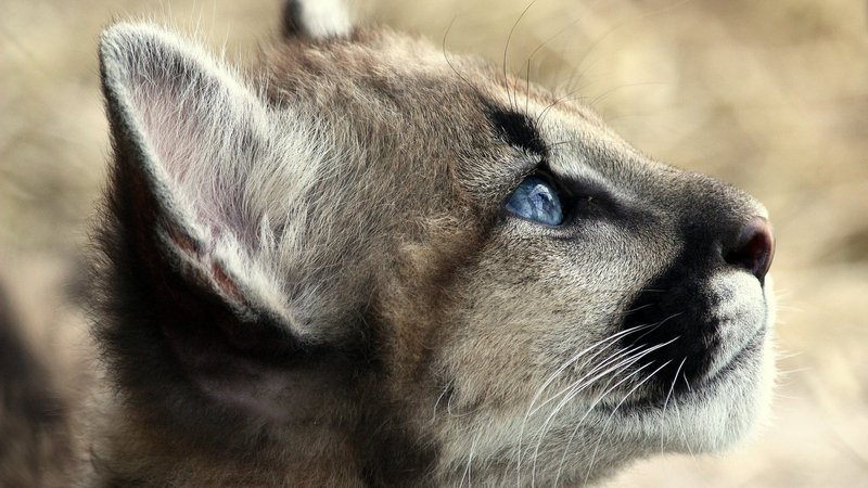 Cougar Theme Preview Image