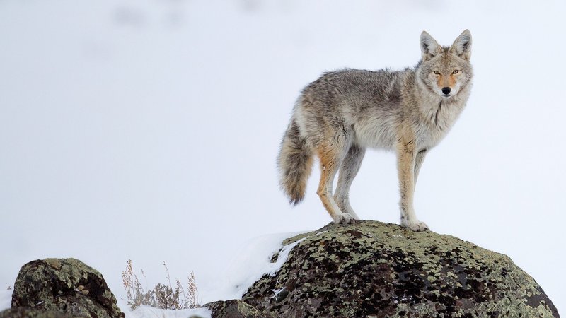 Coyote Theme Preview Image