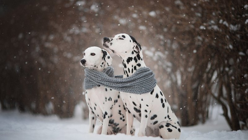 Dalmatian Theme Preview Image