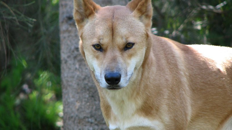 Dingo Theme Preview Image