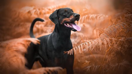 Doberman Pinscher Theme