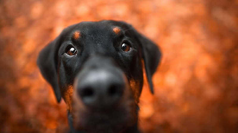 Doberman Pinscher Theme Preview Image