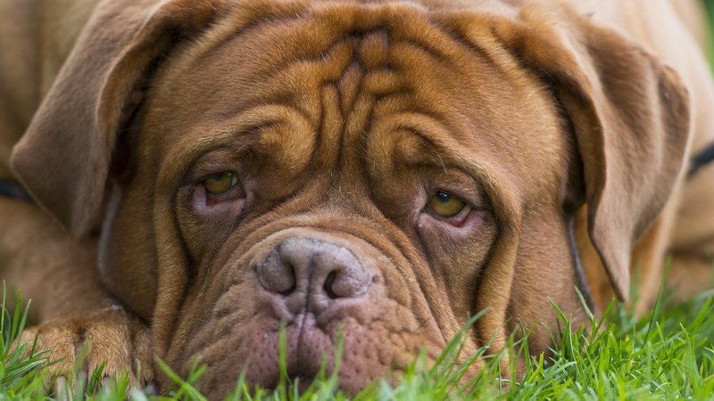 Dogue De Bordeaux Theme Preview Image