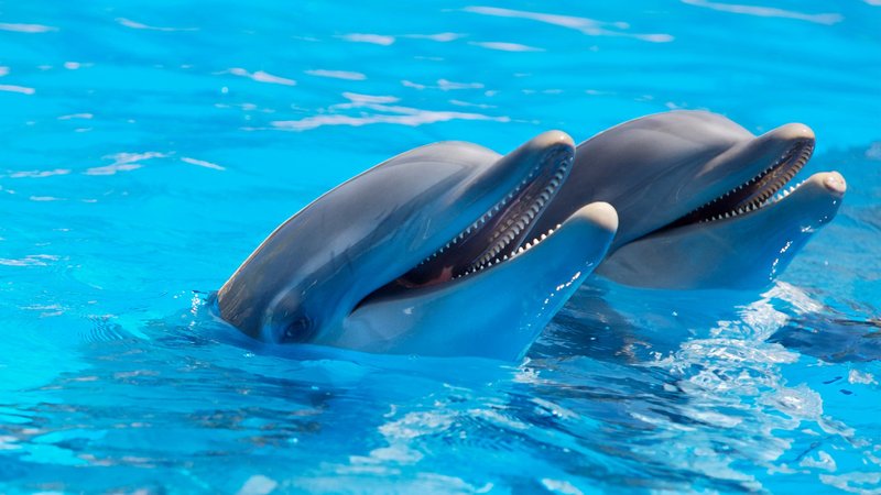 Dolphin Theme Preview Image