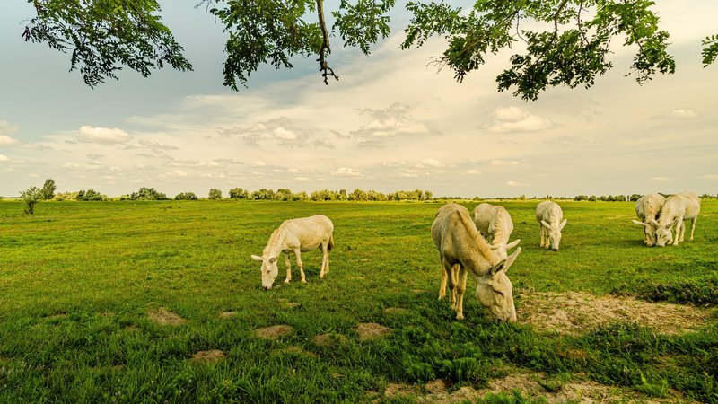 Donkey Theme Preview Image