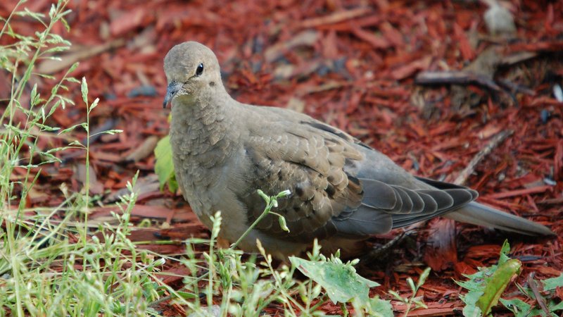 Dove Theme Preview Image