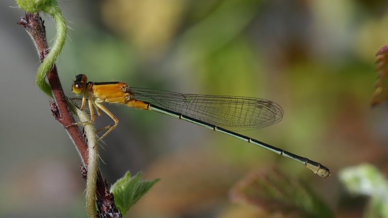 Dragonfly Theme Preview Image