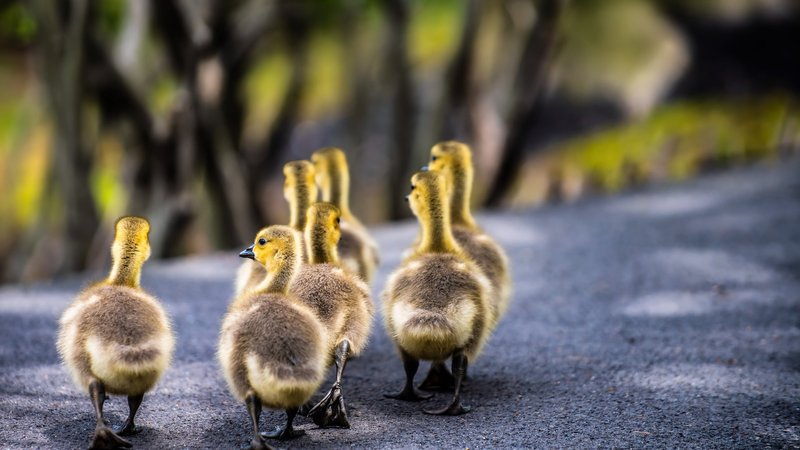 Duck Theme Preview Image