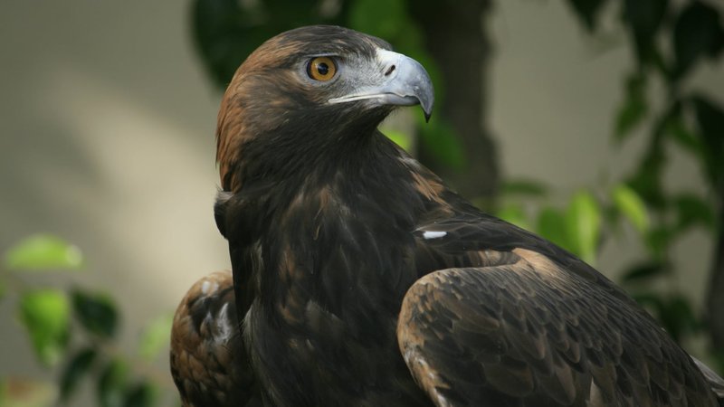 Eagle Theme Preview Image