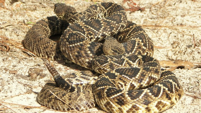 Eastern Diamondback Rattlesnake Theme Preview Image