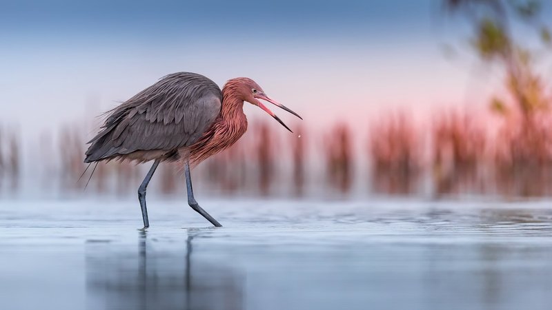 Egret Theme Preview Image