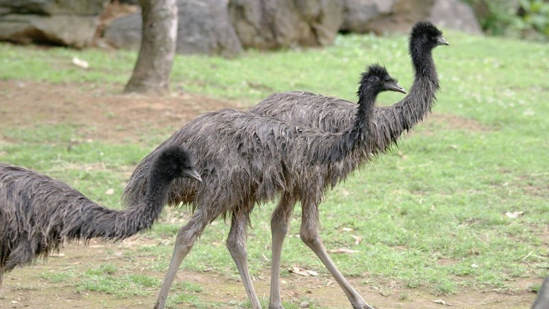 Emu Theme Preview Image