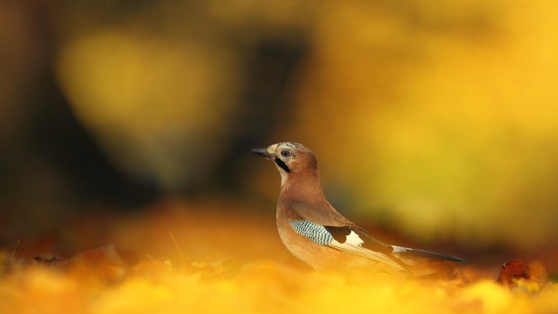 Eurasian Jay Theme Preview Image