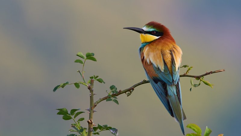European Bee Eater Theme Preview Image