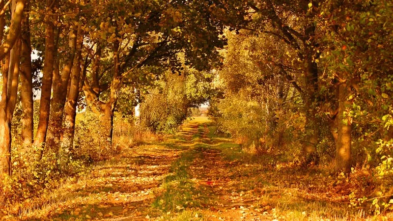 Fall V 2 Theme Preview Image