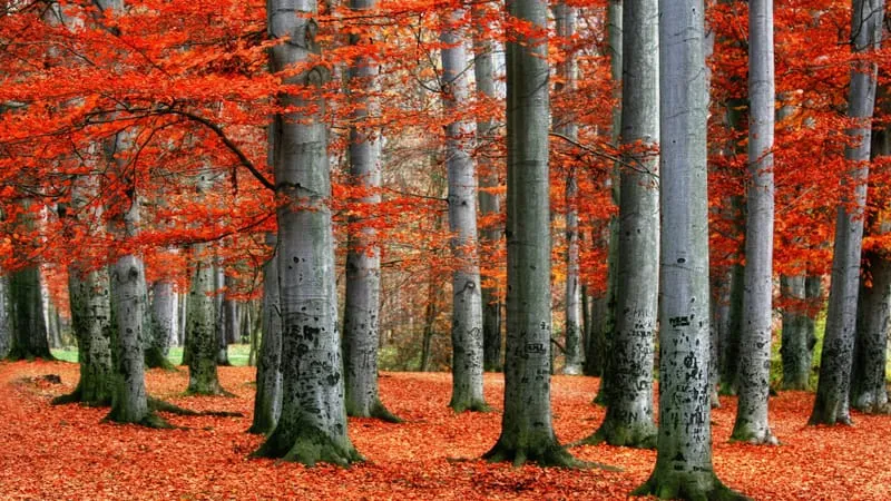 Fall V 2 Theme Preview Image