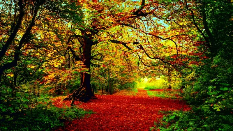 Fall V 2 Theme Preview Image