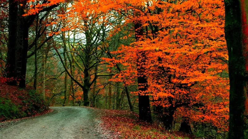 Fall V 2 Theme Preview Image