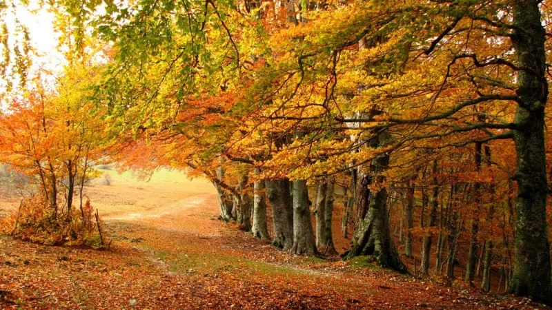 Fall V 2 Theme Preview Image