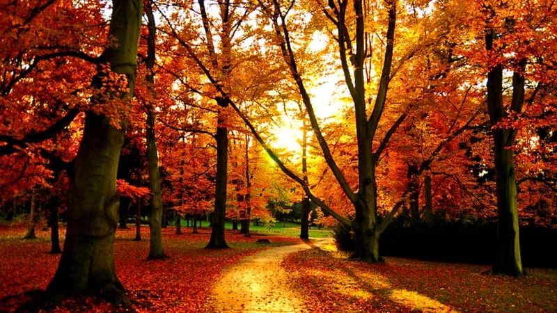 Fall V 2 Theme Preview Image