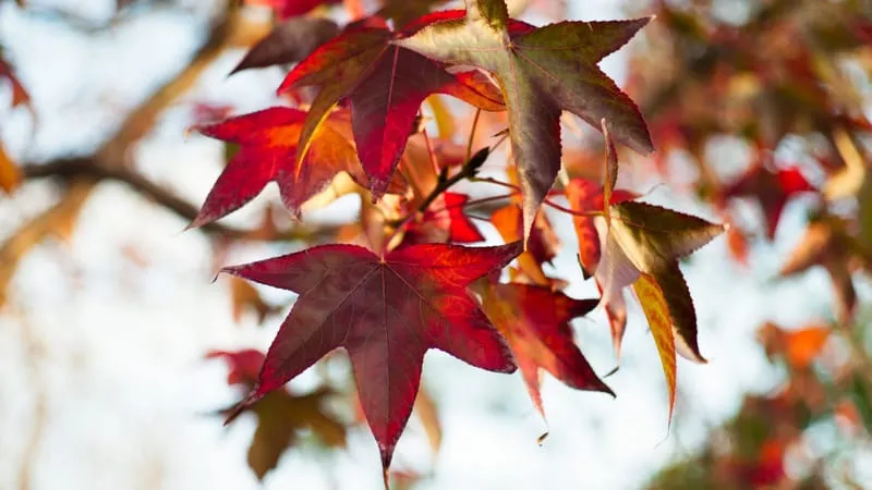 Fall V 2 Theme Preview Image