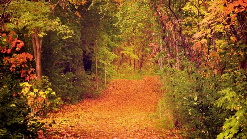 Fall V 2 Theme Preview Image