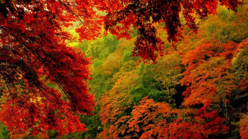 Fall V 2 Theme Preview Image