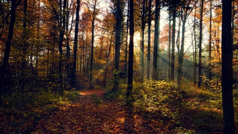 Fall V 2 Theme Preview Image