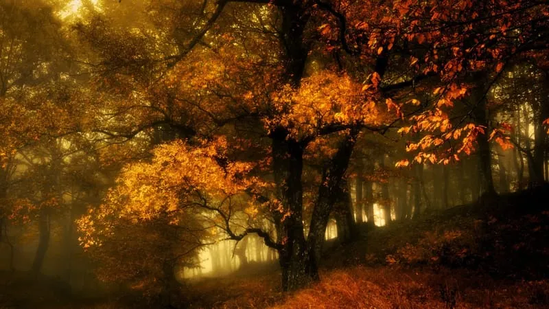 Fall V 2 Theme Preview Image