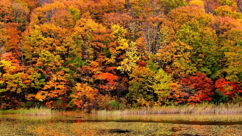 Fall V 2 Theme Preview Image