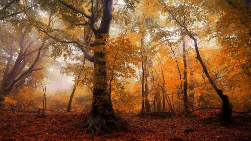 Fall V 2 Theme Preview Image