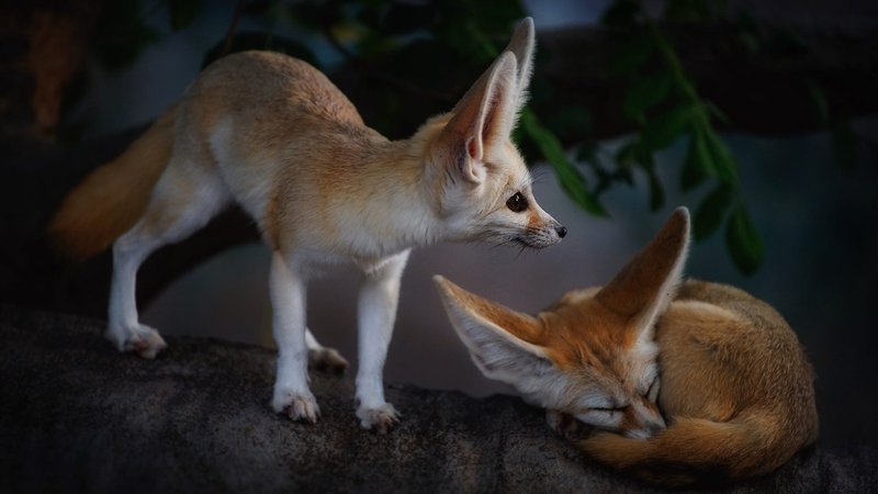 Fennec Fox Theme Preview Image