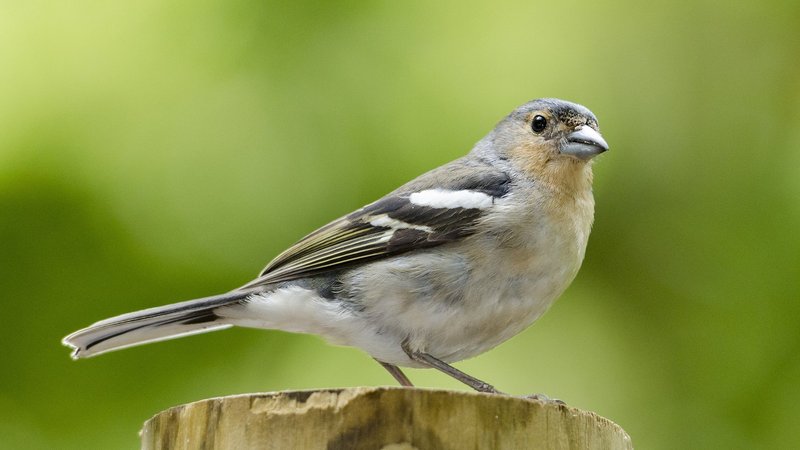 Finch Theme Preview Image