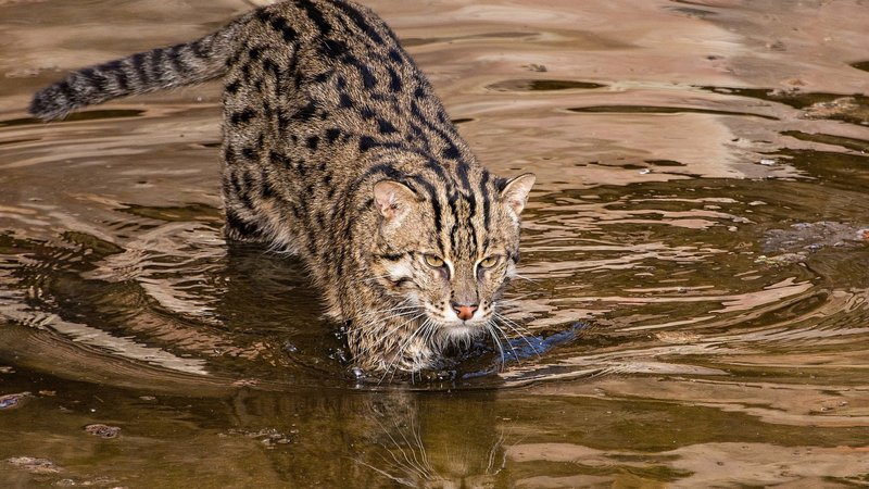 Fishing Cat Theme Preview Image