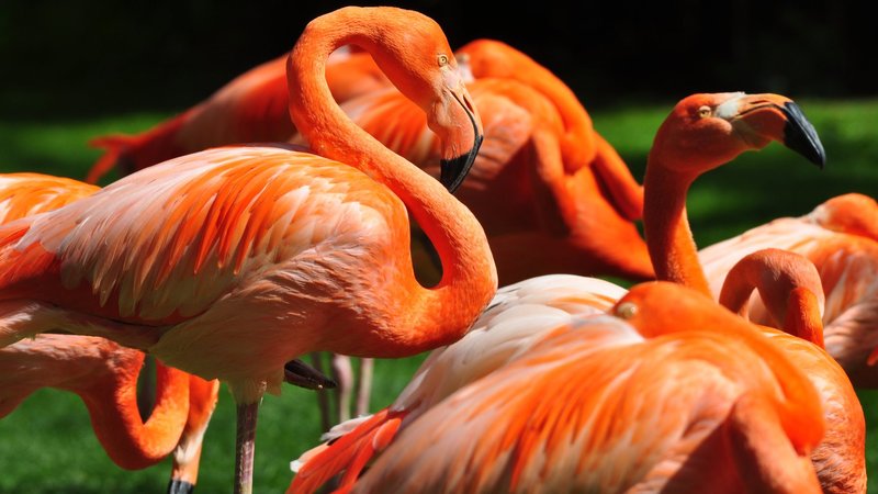 Flamingo Theme Preview Image