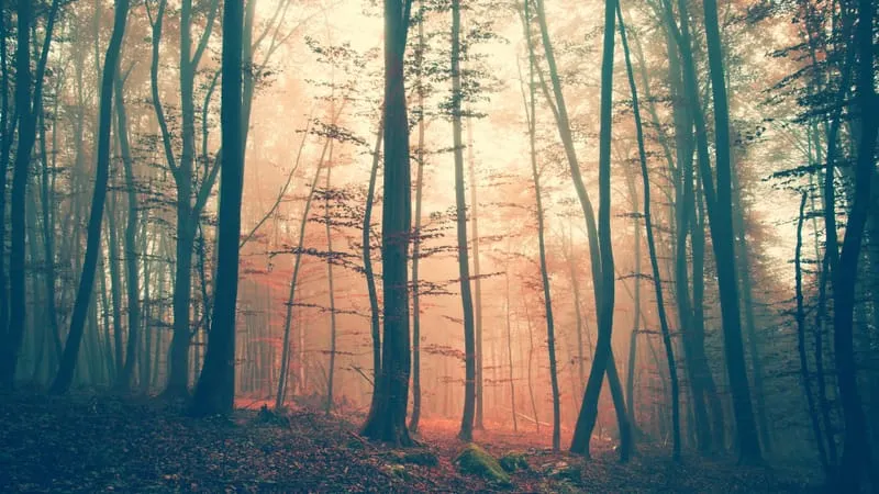 Forest Theme Preview Image