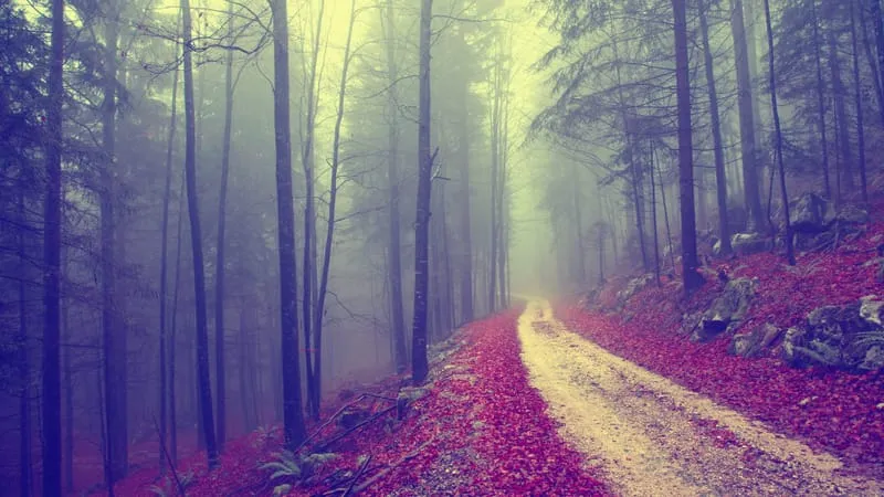 Forest Theme Preview Image