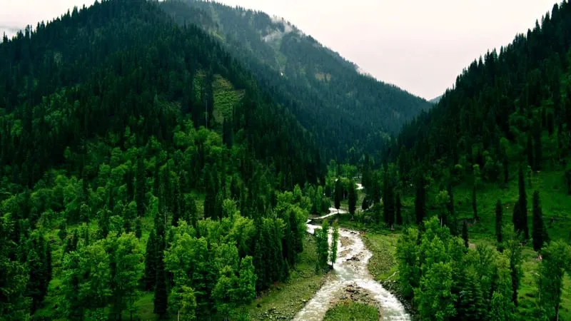 Forest Theme Preview Image