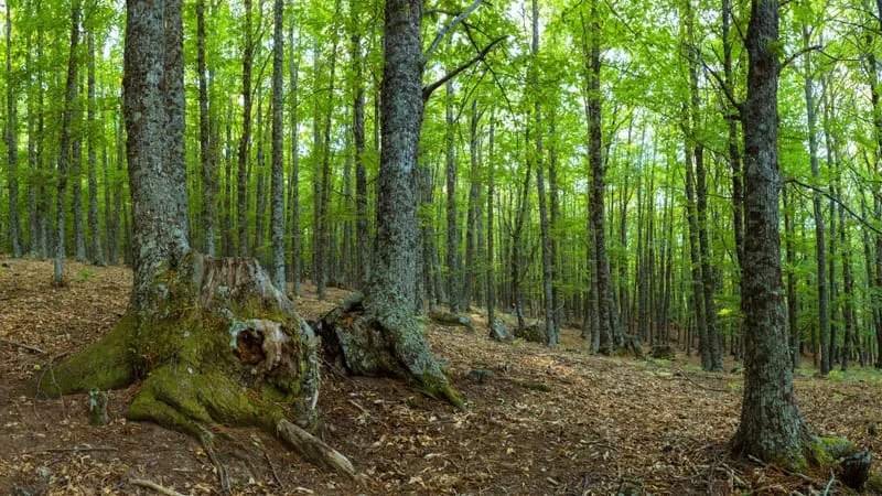 Forest Theme Preview Image