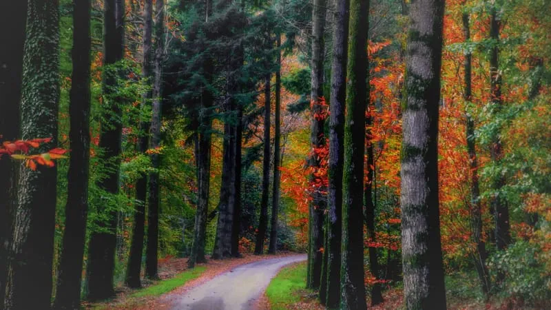 Forest Theme Preview Image