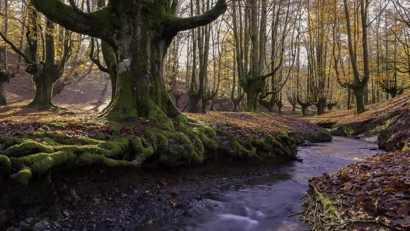 Forest Theme Preview Image