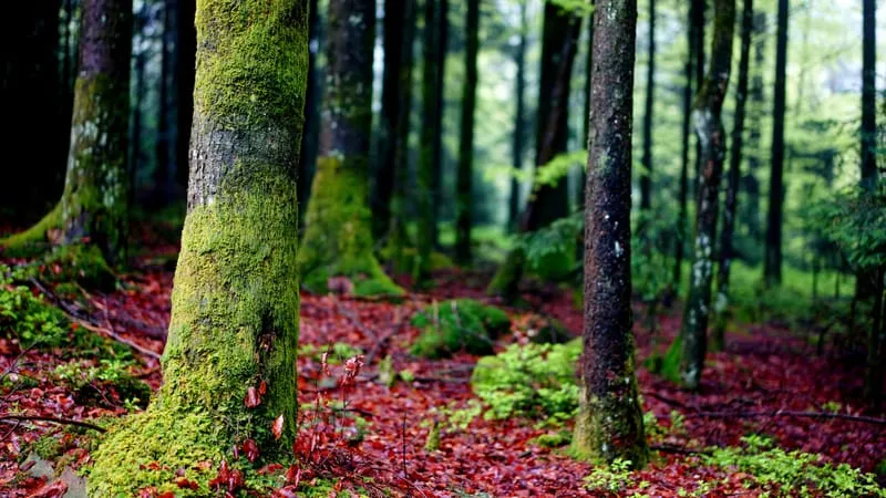 Forest Theme Preview Image