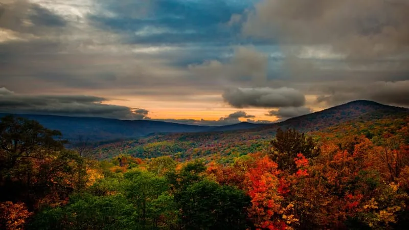 Forest Theme Preview Image