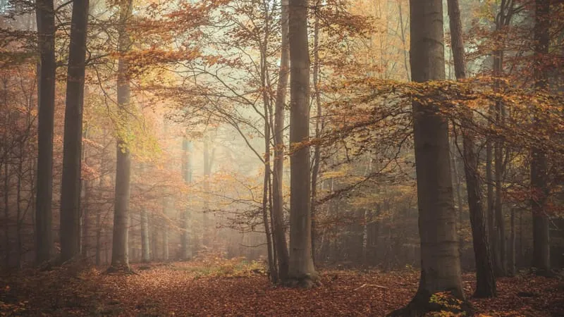 Forest Theme Preview Image