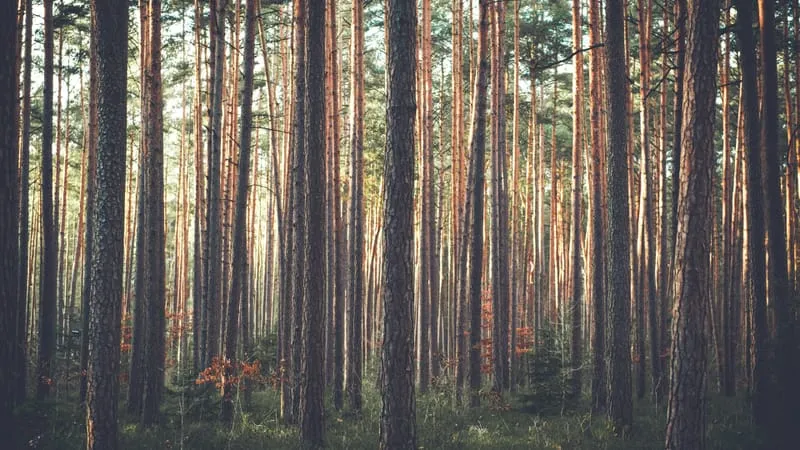 Forest Theme Preview Image